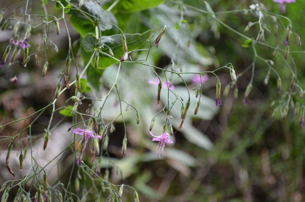 Santa Brigida (BG):  Prenanthes purpurea